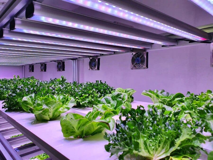 the-new-age-of-aquaponics-merging-fish-farming-with-plant-cultivation